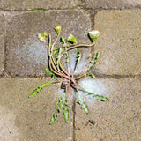 Wilson Wipe Out Ready-to-Use Total Weed & Grass Killer, Herbicide Sprayer, 1-L